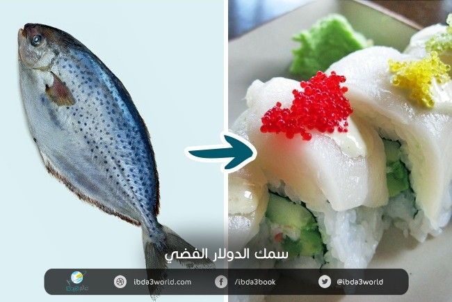 سمك الدولار الفضي