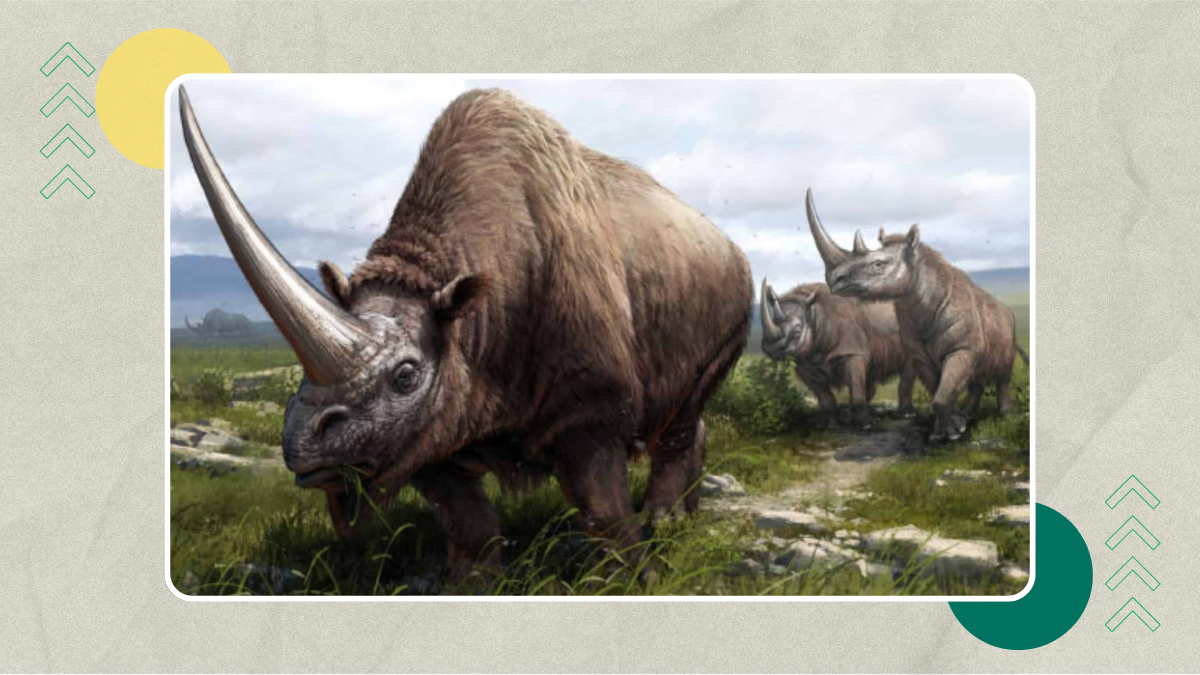 Rhinogenic Proteins: Ancient Secrets & Immune Defense
